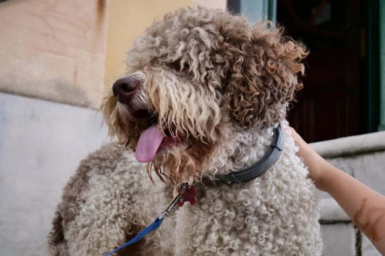 Manovra 2026, meno Iva per le cure di cani e gatti: emendamento di Forza Italia