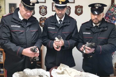 Salvati dai Carabinieri 18 cuccioli di cane abbandonati nel Nisseno: l’azione dei militari