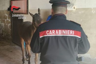 Santa Maria di Licodia, scoperto allevamento equino abusivo: denunciato un 34enne