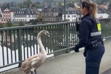 Una poliziotta arresta un cigno smarrito per strada per salvarlo e riportarlo in acqua – VIDEO