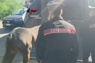Salvato un cavallo all’interno di una stalla abusiva a Catania: quattro denunce  – VIDEO