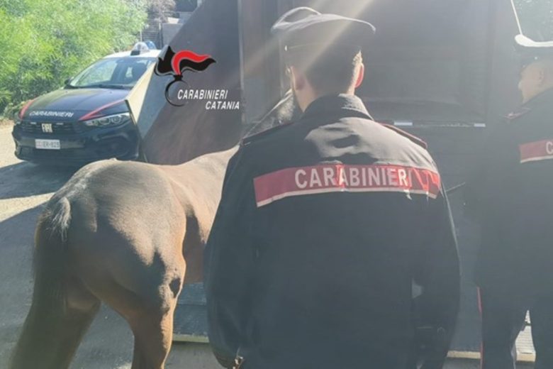 Salvato un cavallo all’interno di una stalla abusiva a Catania: quattro denunce  – VIDEO