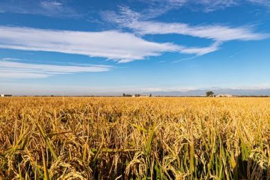 Ente Risi: trilogo Ue vara clausola fantasma che affossa settore