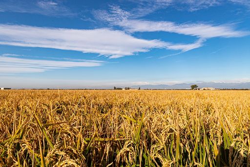 Ente Risi: trilogo Ue vara clausola fantasma che affossa settore