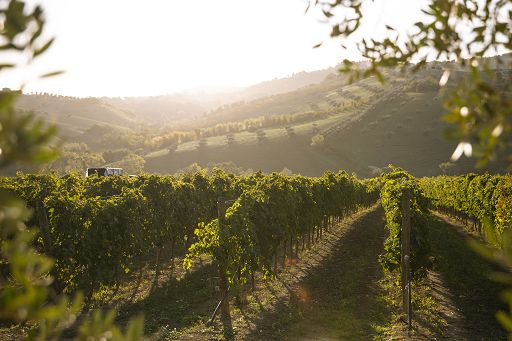 Vino, la Docg abruzzese Casauria riconosciuta dall’Unione Europea