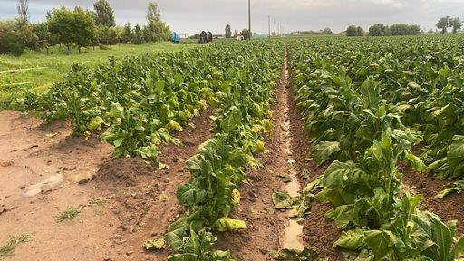 Il 4 dicembre convegno Coldiretti su filiera tabacchicola