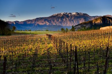 Vino, Franciacorta e CAST rinnovano l’accordo sulla formazione