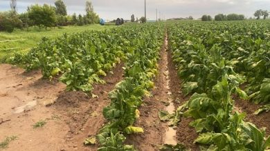 Coldiretti-Filiera Italia: contratti filiera pilastro crescita