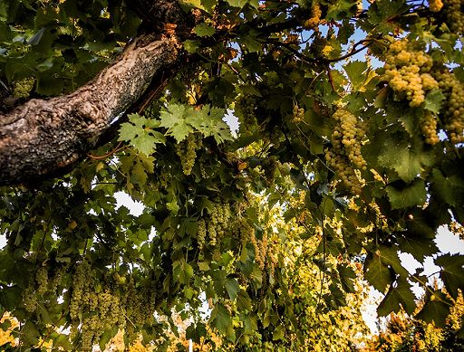 Vino, Spoleto Doc: modifiche al Disciplinare e ampliamento areale