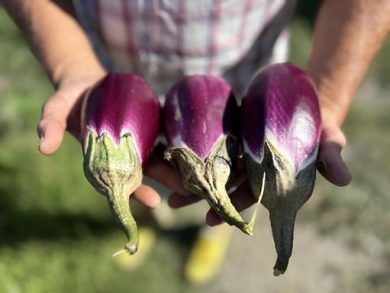 Diventa presidio Slow Food la melanzana violetta di Longobardi