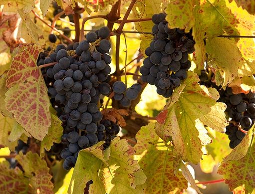 Vino, CVA Canicattì: rinnovati organismi sociali, Lo Sardo presidente