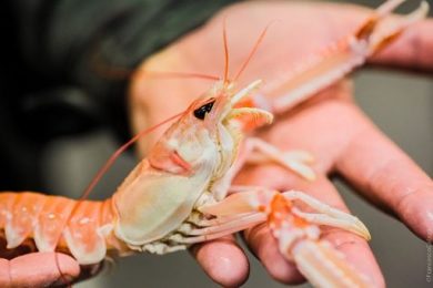 Medreact: Agrifish metta stop alla sovrapesca e tuteli ecosistemi