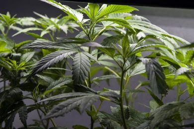 Allerta su sostanze letali in prodotti venduti come cannabis “light”