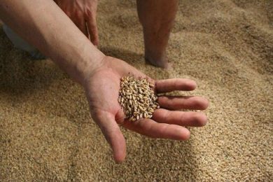 Agroalimentare, FIMAA: Commissioni Uniche Nazionali strumento non adeguato