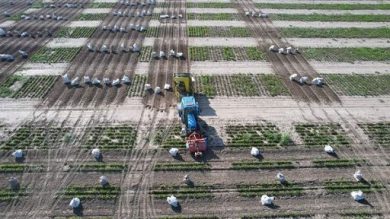 Coprob Italia Zuccheri: prezzo già fissato per semina 2026