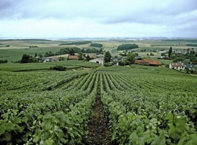 La Champagne presenta Rapporto d’impatto su responsabilità sociale