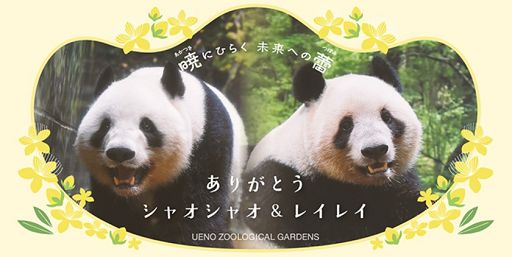 La guerra dei panda, Pechino a Taiwan: non li regali al Giappone