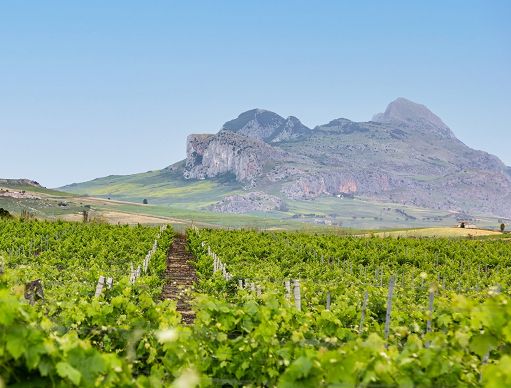 Principe di Corleone: dal 1892 una storia del vino siciliano