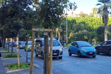 Catania, ripristinati oltre 600 alberi per riqualificare il paesaggio urbano