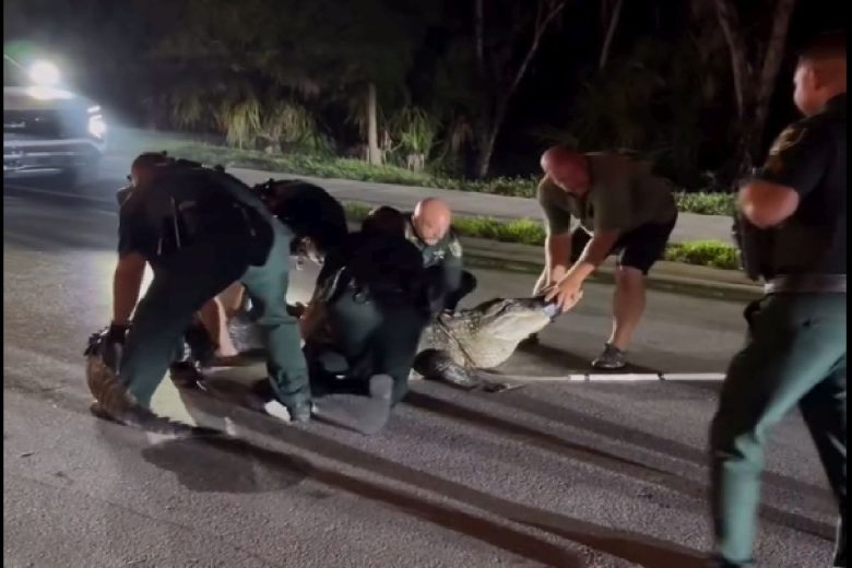 VIDEO | Alligatore di 4 metri si aggira per le strade di notte, catturato dagli agenti
