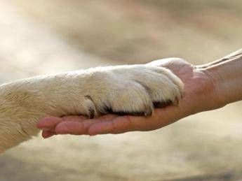 Capodanno, Wwf: “Stop ai botti, ecco gli effetti sugli animali”