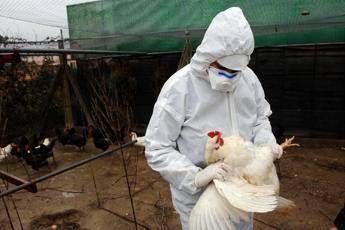 Aviaria la prossima pandemia? L’allarme degli esperti: “Diffusione senza precedenti”