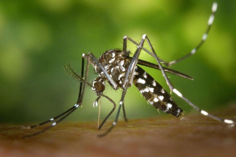 Epidemia da virus chikungunya, il bilancio sale a 52 morti e oltre 47mila casi. Ecco dove
