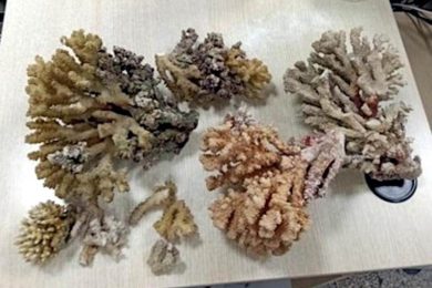 Catania, turista beccato in aeroporto con 6 kg di coralli protetti in valigia: scattano sequestro e multa salata