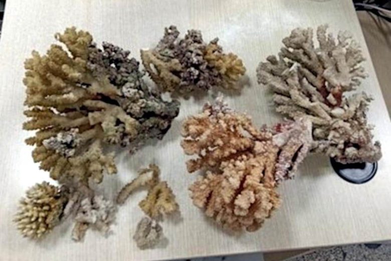 Catania, turista beccato in aeroporto con 6 kg di coralli protetti in valigia: scattano sequestro e multa salata