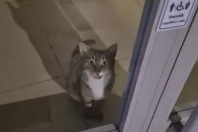 VIDEO | La polizia interviene per sventare una rapina in banca ma trovano un…gattino