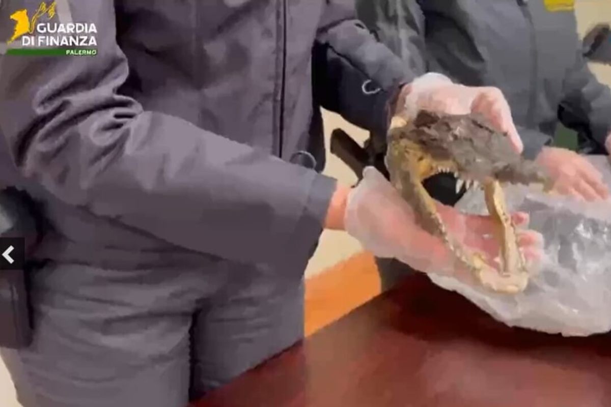 Ai controlli con una testa di coccodrillo in via di estinzione: lo shock in aeroporto a Palermo