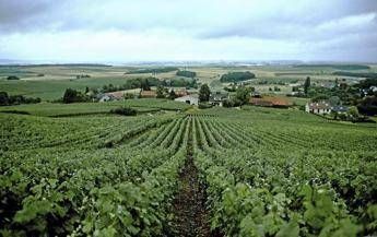 Vino, la Champagne presenta il Rapporto sulla responsabilità sociale della filiera Vino, la Champagne presenta il Rapporto sulla responsabilità sociale della filiera