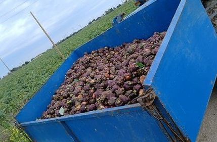 Coldiretti Puglia: su carciofi inaccettabile forbice campo-Gdo