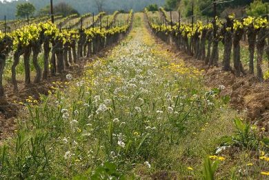 Da Piemonte 6,2 mln a 377 vignaioli per ristrutturazione vigneti
