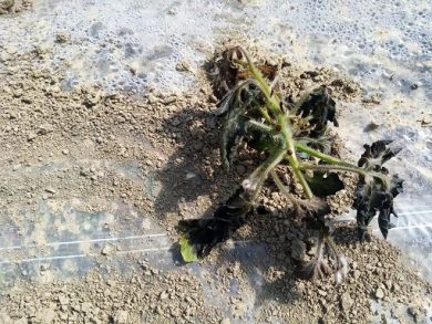 Fedagripesca Toscana: bene freddo, ottima arma contro parassiti