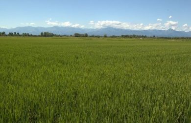 Mercosur, Ente risi: intesa non tutela risicoltori, serve reciprocità