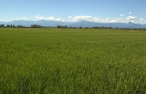 Mercosur, Ente risi: intesa non tutela risicoltori, serve reciprocità