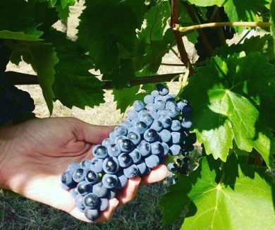 A Roma al Garum l’evento internazionale sul vino biodinamico