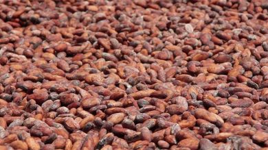 Bce, a spingere inflazione alimentare caffè, cacao, carni e frutta