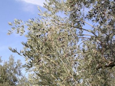 Cresce il biologico in Puglia, +2,4% superficie nel 2025