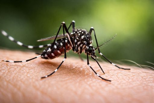 Austria, Aiea lancia “guerra nucleare” contro la zanzara-tigre