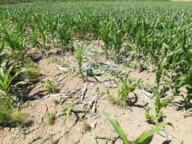 Gelate danneggiano coltivazioni in Puglia, gravi danni