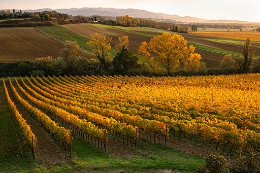 Consorzio Vini Soave: a fine 2025 +3% imbottigliato e -8% giacenze