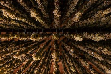 Vino, Gabriella Dorio nuova “Ambasciatrice del Torcolato nel mondo”