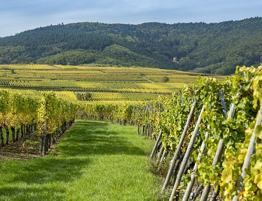 La francese Brut Dargent lancia linea no alcol di Cremant di Jura