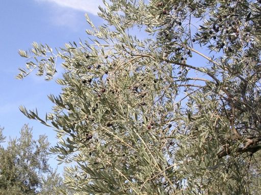 Nasce distretto biologico Aldobrandesco: in Toscana ora sono 12