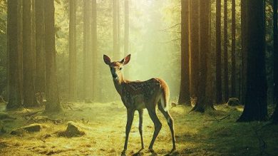 Cinema, a Torino torna il Festival CinemAmbiente: dal 3 al 7 giugno