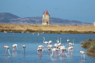 Il WWF italia preannuncia le iniziative per il 60esimo compleanno