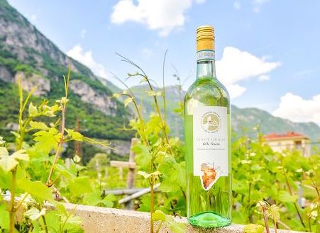 Vini Doc Venezie: nel 2025 imbottigliato -0,8%, certificazioni +2,3%