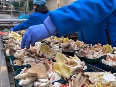 Consorzio funghi di Treviso in 2025 superati 50 mln fatturato